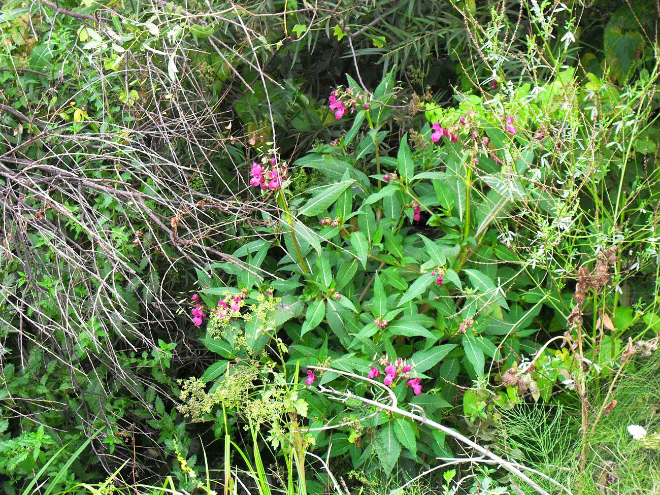 Изображение особи Impatiens glandulifera.