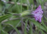 Knautia orientalis