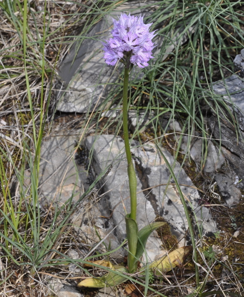 Image of Neotinea tridentata specimen.