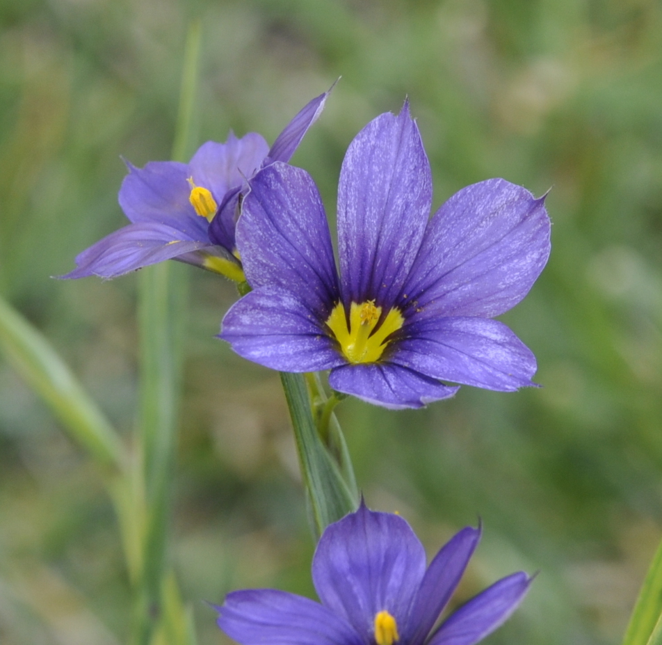 Image of genus Sisyrinchium specimen.