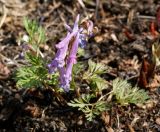 Corydalis fumariifolia. Цветущее растение. Приморский край, Партизанский р-н, устье р. Партизанская на левом берегу, дубовый лес у подножья горы Сестра. 30.04.2014.