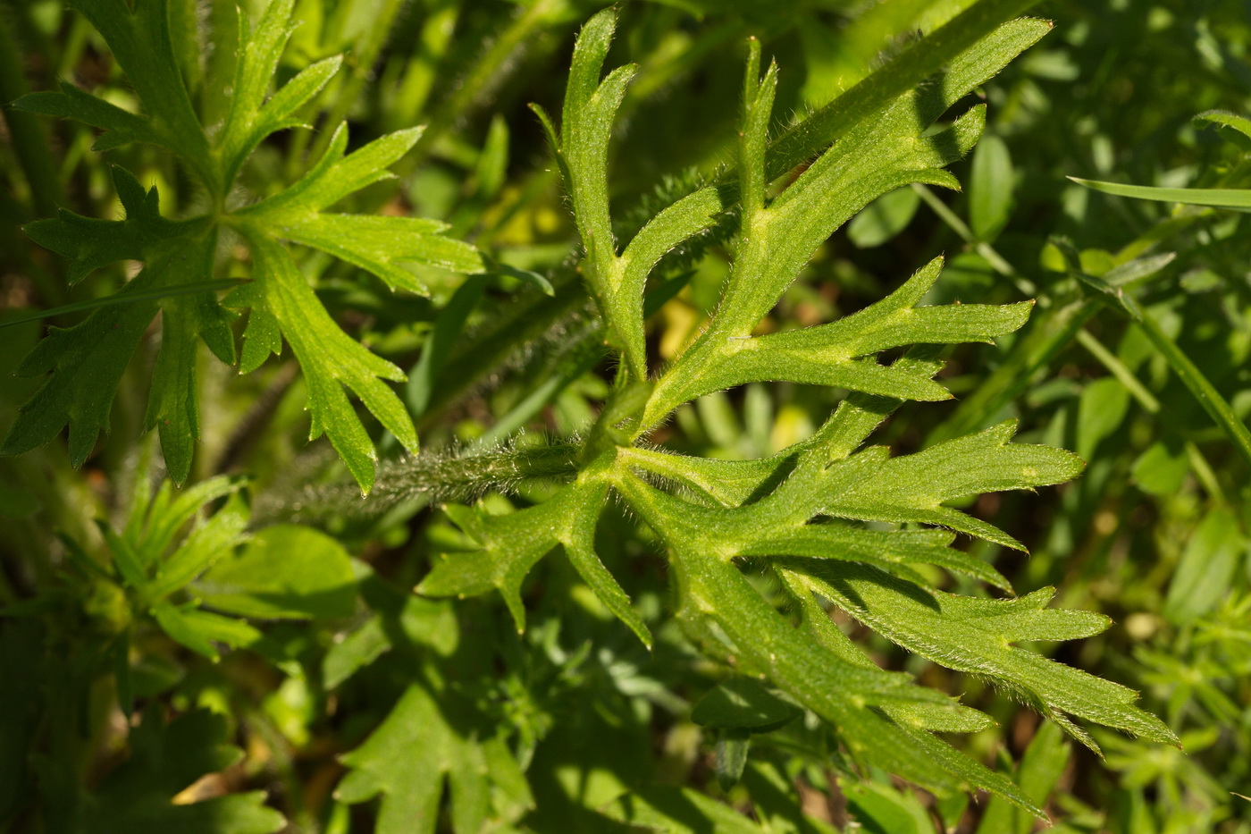 Image of Ranunculus polyanthemos specimen.