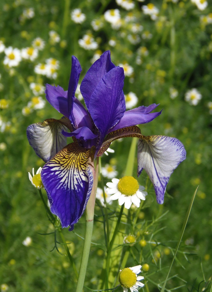 Изображение особи Iris sanguinea.