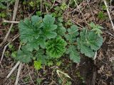 Heracleum sosnowskyi. Растение в начале вегетации. Камчатский край, г. Петропавловск-Камчатский, Октябрьский р-н, вдоль ручья Безымянного. 16.05.2014.