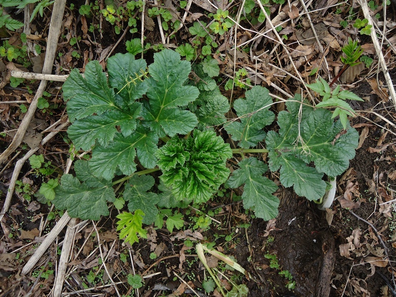 Image of Heracleum sosnowskyi specimen.