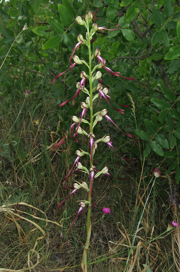 Изображение особи Himantoglossum caprinum.