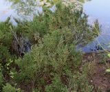 Juniperus sabina