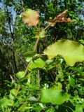 Salix pyrolifolia