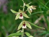 Epipactis papillosa