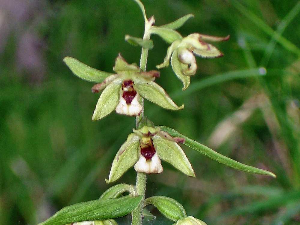 Image of Epipactis papillosa specimen.