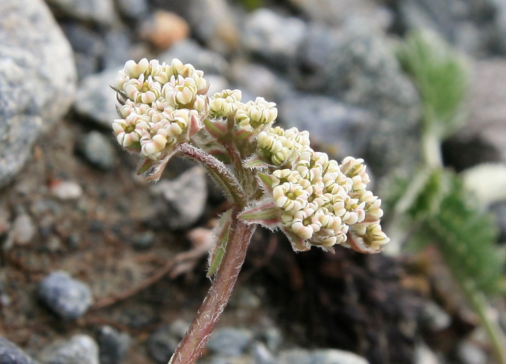 Image of Chaerophyllum humile specimen.