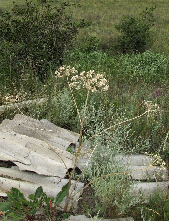 Изображение особи Pastinaca clausii.