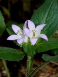 Campanula maleevii