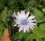 Cicerbita macrophylla. Нераскрывшиеся и раскрывшиеся соцветия. Адыгея, Лагонаки, Глубокая балка, 1740 м н.у.м. 12.07.2014.