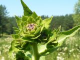 Inula helenium