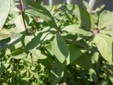 genus Lonicera