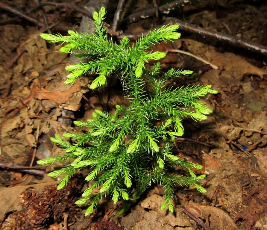 Изображение особи Lycopodium juniperoideum.