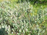 Salix glauca. Плодоносящее растение. Кольский полуостров, Восточный Мурман, губа Ярнышная, восточный берег. 21.07.2009.