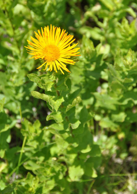 Изображение особи Inula grandiflora.