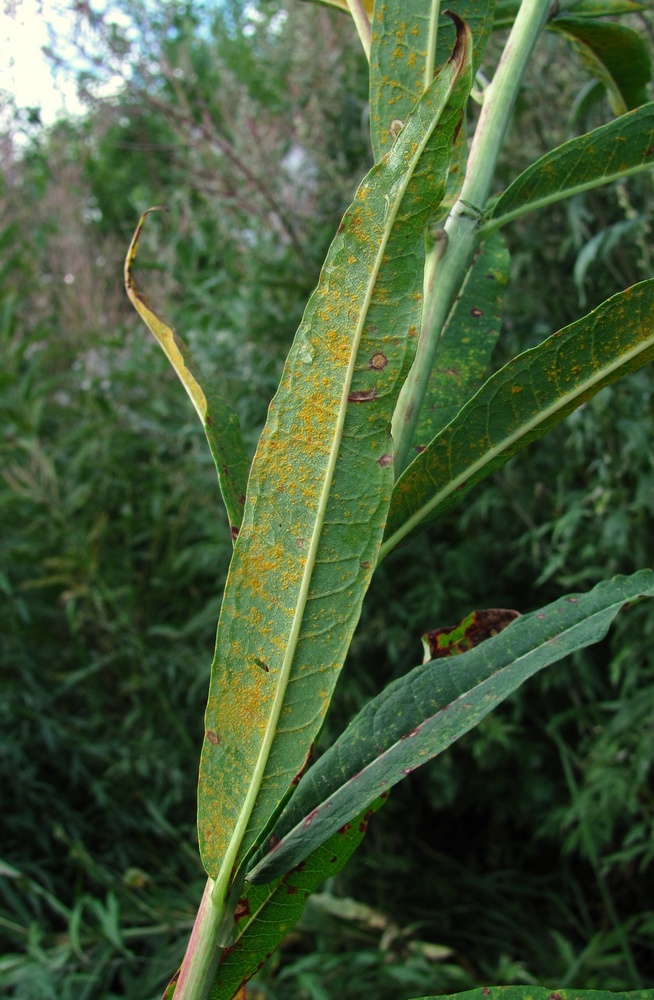 Image of Chamaenerion angustifolium specimen.
