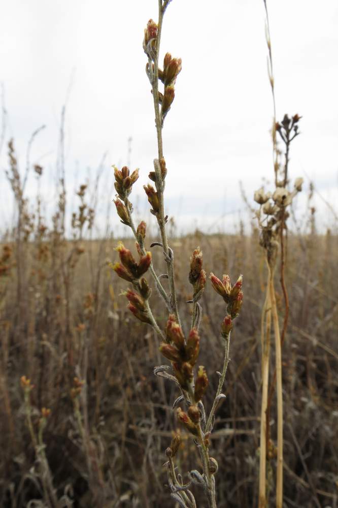 Image of Artemisia nitrosa specimen.