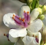 Verbascum nigrum