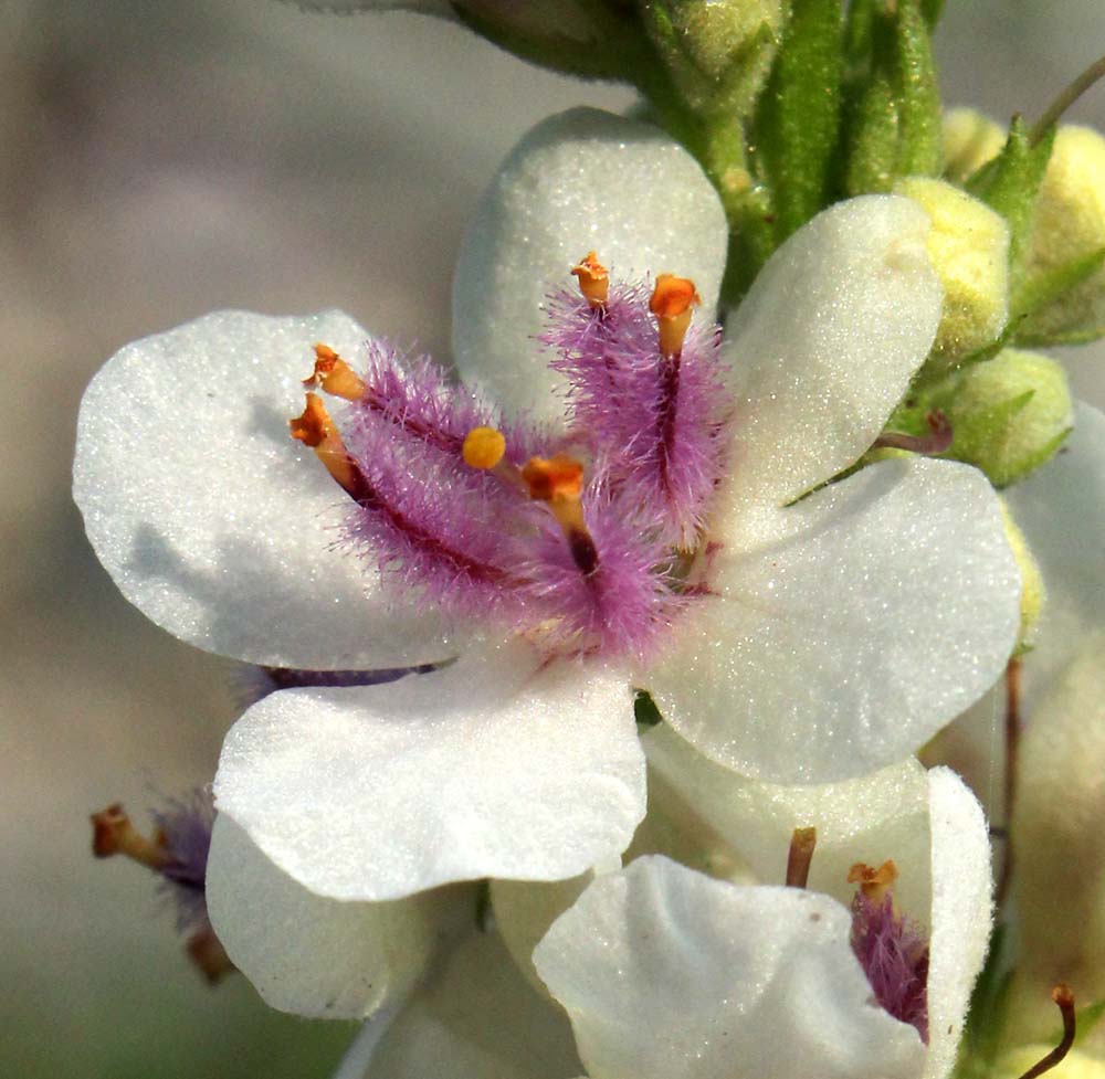 Image of Verbascum nigrum specimen.