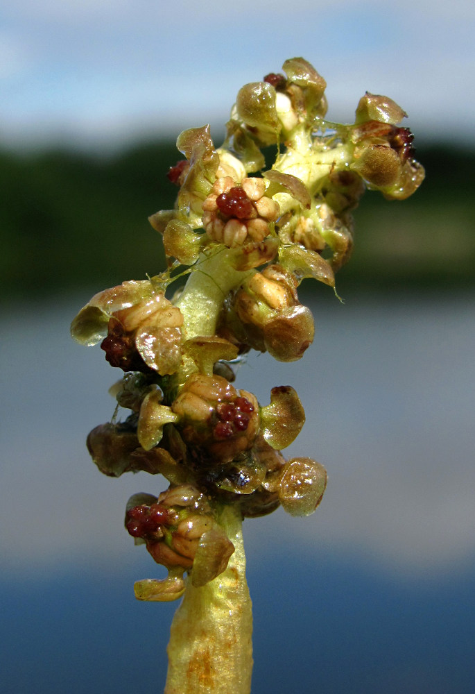 Изображение особи Potamogeton perfoliatus.