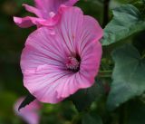 Malva trimestris