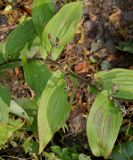 Tricyrtis hirta