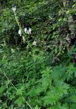 Aconitum orientale. Цветущее растение. Карачаево-Черкесия, окр. пос. Домбай, долина р. Алибек. 29.07.2014.