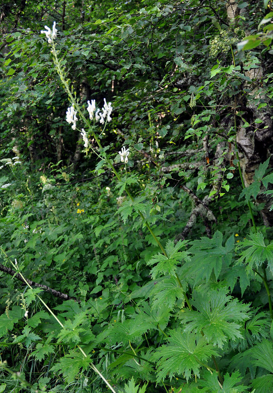 Изображение особи Aconitum orientale.