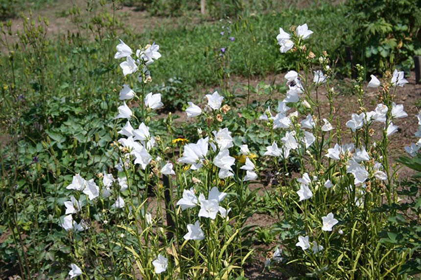 Image of Campanula persicifolia specimen.
