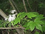 Filipendula camtschatica