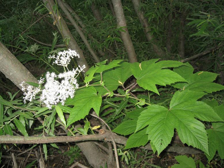 Image of Filipendula camtschatica specimen.