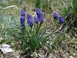 Muscari armeniacum