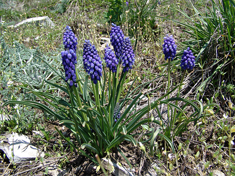 Изображение особи Muscari armeniacum.