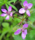 Erodium cicutarium