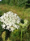 Daucus carota