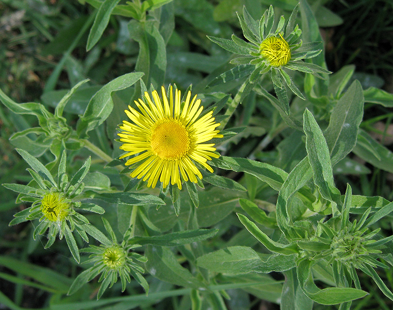 Изображение особи Inula britannica.