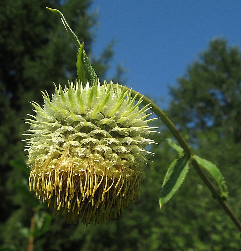 Image of Alfredia cernua specimen.