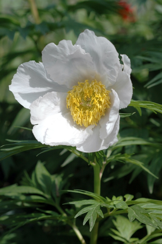 Изображение особи Paeonia anomala.