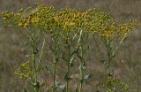 Senecio schwetzowii