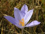 Crocus speciosus