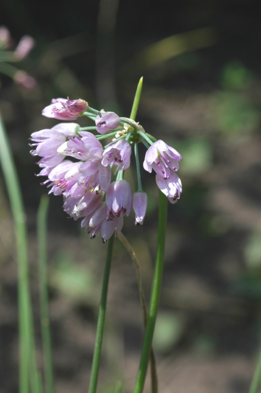 Изображение особи Allium rubens.