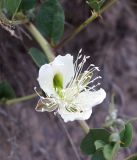 Capparis herbacea