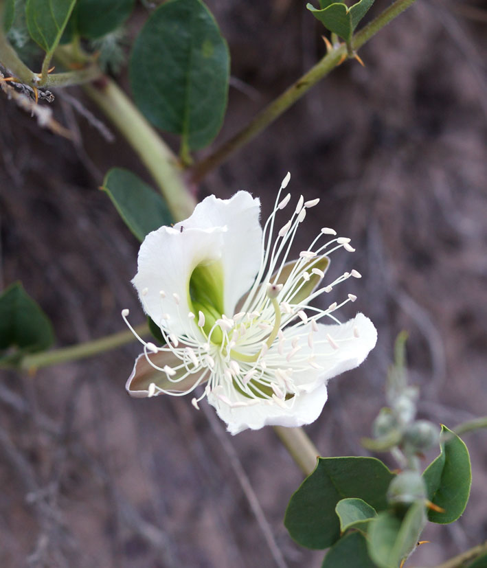 Image of Capparis herbacea specimen.