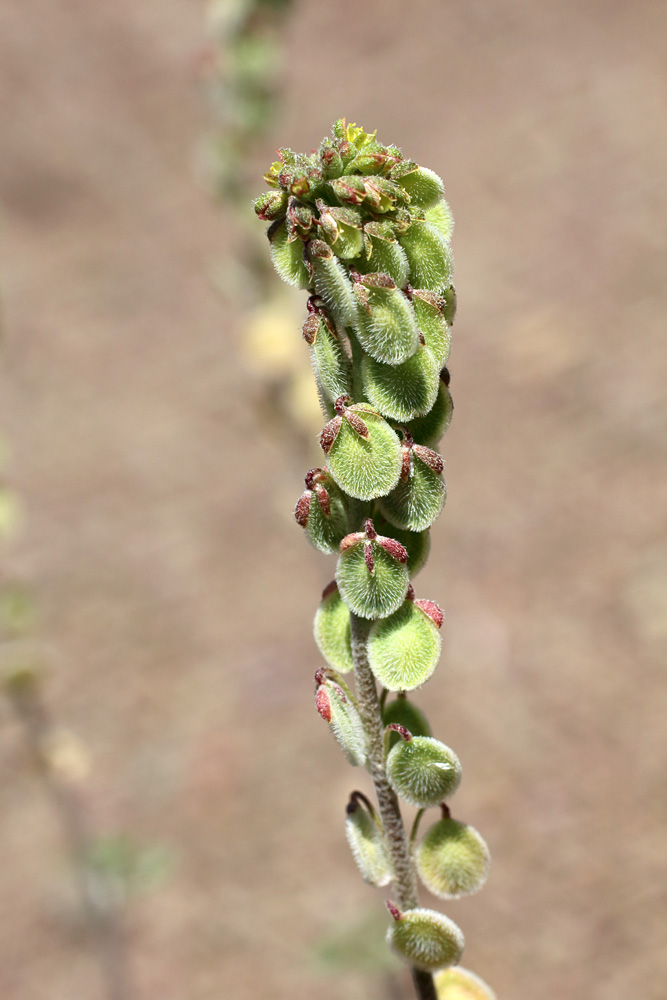 Image of Clypeola jonthlaspi specimen.