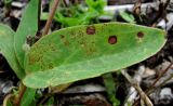 Anthyllis vulneraria