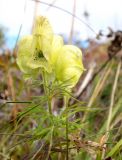 Aconitum confertiflorum. Верхушка соцветия. Адыгея, плато Лаго-Наки. 17.09.2015.